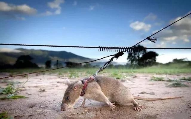 世界上最危险的国家--柬埔寨，每年意外炸死的游客超百人，中国人