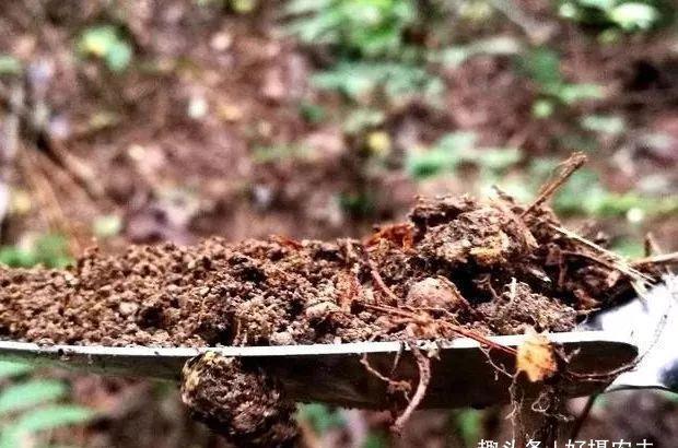 「种植」种植兰花的腐殖土有虫子,怎么办1个塑料袋解决问题
