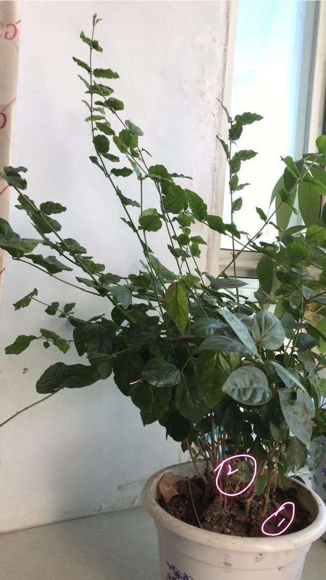 调节酸碱度■茉莉花在25度的地暖房中枝条疯长可以修剪吗茉莉花的花期是多久