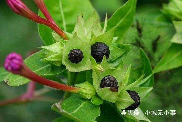  #药用价值#农村最普通的野花，药用价值很高，能去粉刺，现在卖