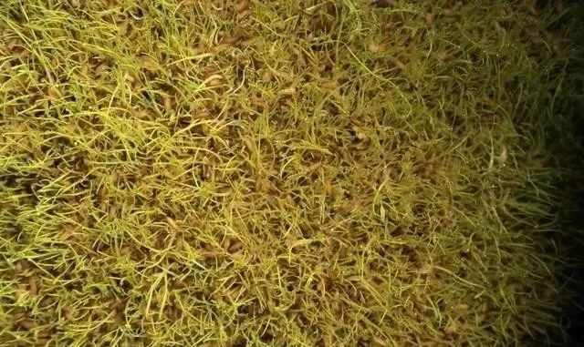  【镇巴】镇巴传统食品-麻糖