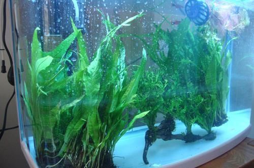  【鱼缸】鱼缸里养啥水草？这种“皇冠草”，人称“水草之王”，我就养了