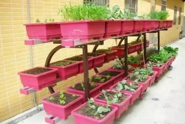  #吃不完#阳台这样种菜, 一年到头摘个不停, 吃不完还能送人!