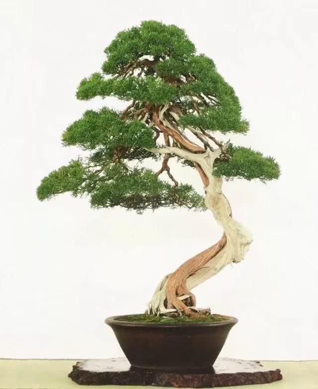 『感悟』盆景人感悟:勤奋,成就生活之美!
