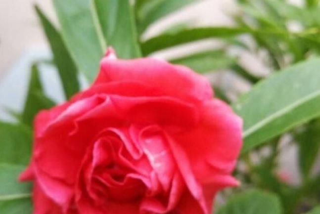  【凤仙花】家养4种旺运花，吉祥又喜庆，病虫害少，养护比较简单