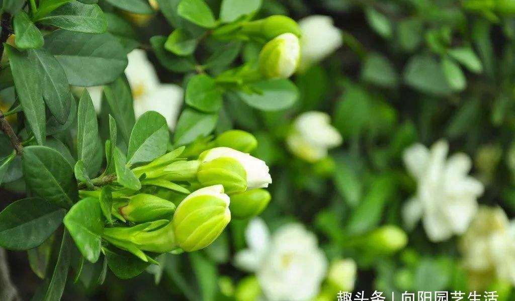 「光照」这几种绿植,见不得光,太阳一晒就黄叶,自然光反而长的旺