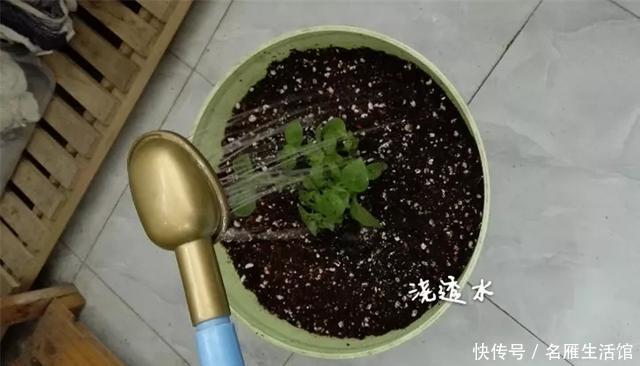 『爆花』开败的矮牵牛,剃头15天又爆花,剪下来的枝条再扦插,1盆变100盆
