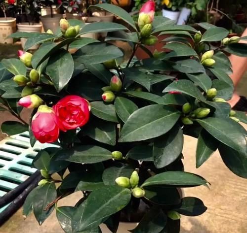  #长寿花#养花记住3个小技巧，茶花再难也能养好，开花多得不见叶！