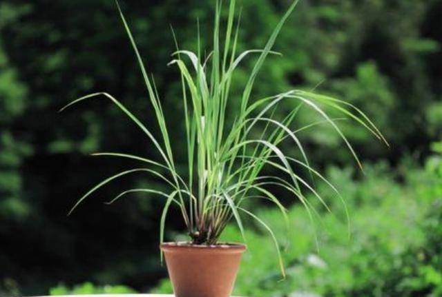 『苍蝇』这三种花是在室内的盆里培育的,蚊子和苍蝇不敢进屋,防蚊是夏季的首选
