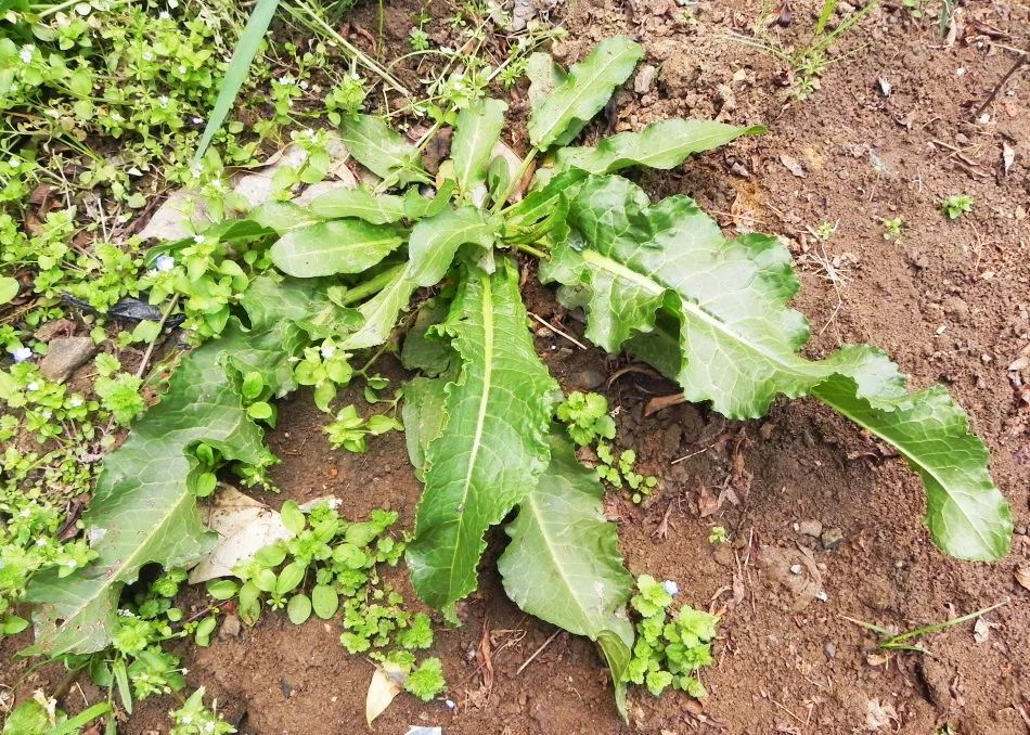 这种野菜长得像菠菜，农民用它来喂牛，却不知道它是“救命王”