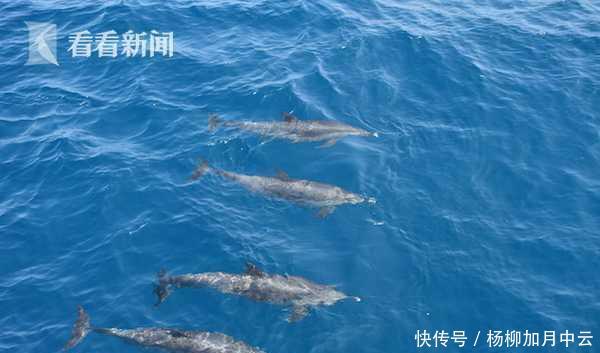 【护航】场面壮观!海警海上巡逻 百只海豚集体“护航”!