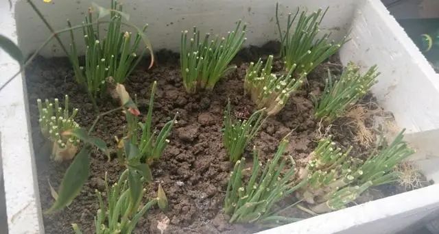  「来种菜」阳台种菜种密了,一个小窍门就能解决,还能多收获二十盆菜