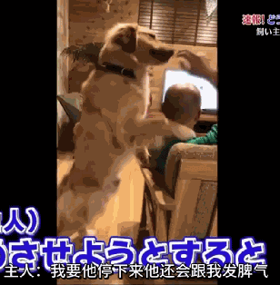  『主人』活久见，狗狗舔光头舔上瘾了，不让舔还生气