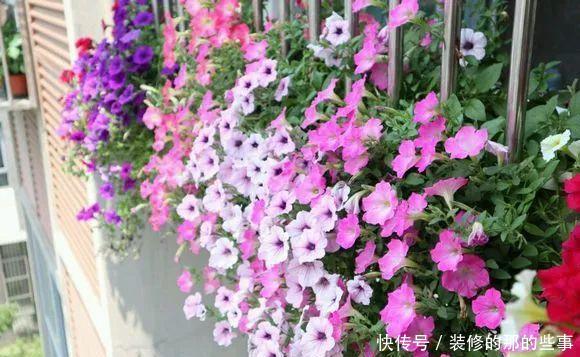  「窗子」窗台养上4种花，推开窗子就是花园，一不小心成花海！