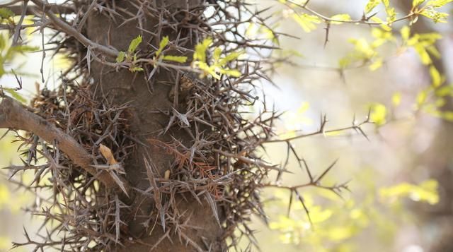  「皂角树」农民几年前种植皂苷时，皂苷当时30元1斤，但现在面临
