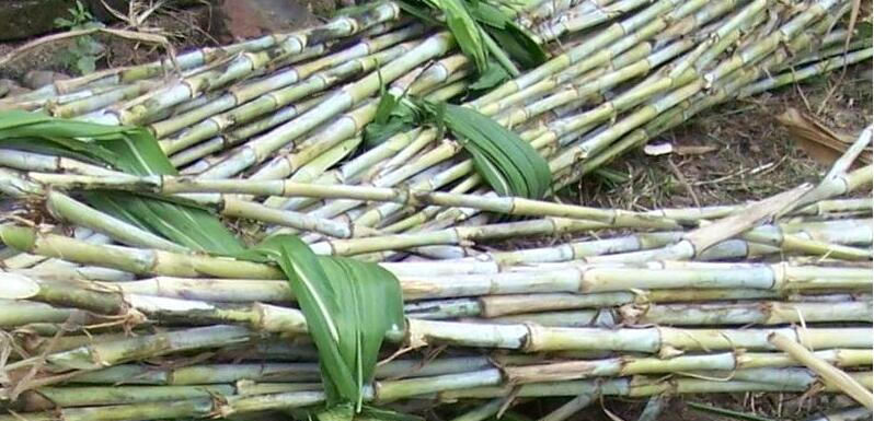  南方：扔掉地面就活着，砍掉就长，南成为“宝”，北成为柴火