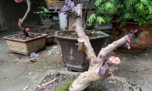  「文化」盆景造型如何在适应大众世俗化文化中形成新的盆景特色？