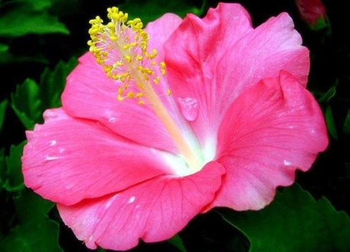  『灵动』养花必选这5款，四季常开花，好养繁殖快，花开爆成花海，灵动美