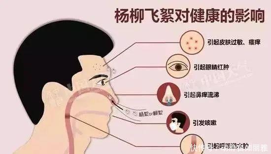  【竟然】杨柳科“美丽烦恼”的原形，竟然是它