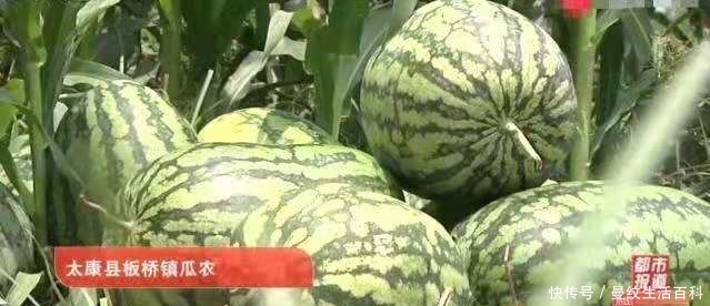 河南太康：西瓜丰收运不出，瓜农急得直跺脚，限高“封路”为哪般