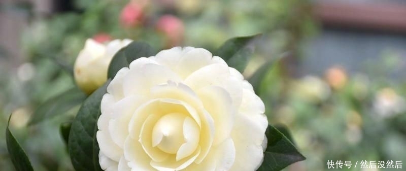  『传统』此花是中国传统名花，可媲美牡丹，植株低矮，还可盆栽观赏