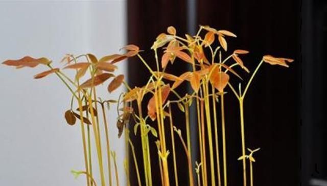  『盆栽水果』吃剩的菠萝头，泡一泡，又结小菠萝，耗费2年，值不值呢