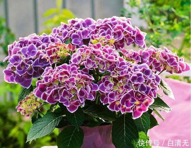  『盆土表面干』就是这5种花，越浇越水爆盆，一缺水马上就蔫了，怪不得总养不好