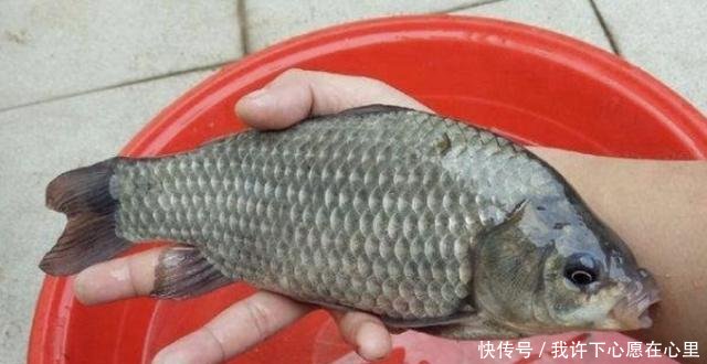  [打窝]秋钓时，有人打重窝，有人直接钓全不对，教你正确做法，莫忽视