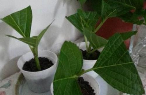  花钱|4种花太贵别买了,掐个枝就能活,能省不少买花钱!