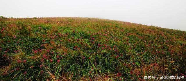 贵州这地方有着世界上最大面积的野韭菜花带，风景独特，值得一览