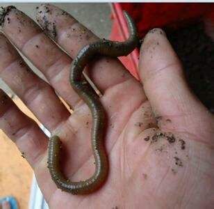 再不用又脏又臭的蚯蚓!偷偷教你老渔翁的家传秘方，渔获翻10倍