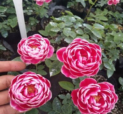 「室内」此花花大,花色绚丽,长势茂盛,花量大,快来了解下