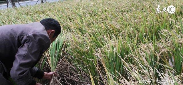 为什么农村年轻人返乡创业都不愿意搞养殖业，而是选择这些行业