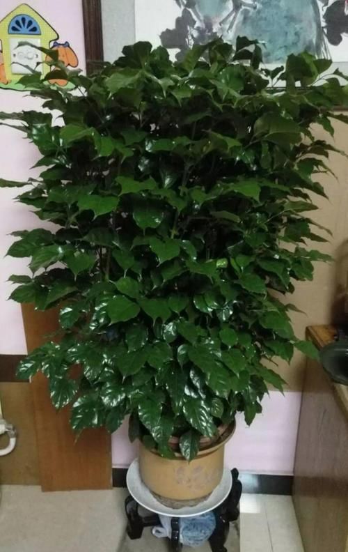  [油绿]5种寓意超好的花，没有院子也能养，叶子油绿一年比一年茂盛！
