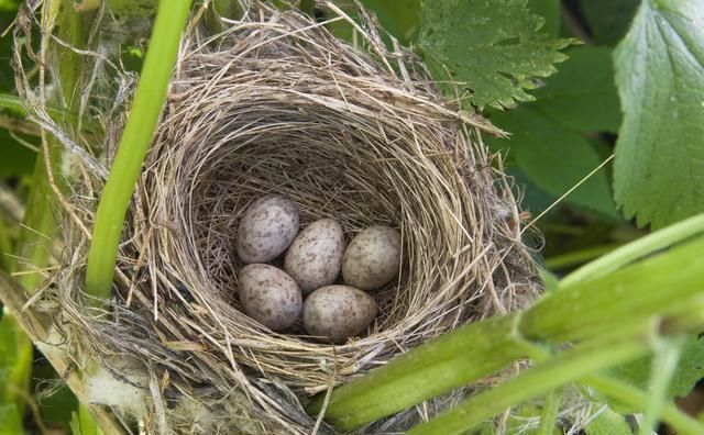 燕子窝开口多朝一边，为何树上的鸟窝开口都朝上？下雨了怎么办？