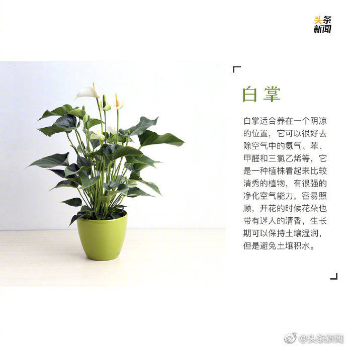  绿植：9种最宜家养的绿植 让你的家里春色满满