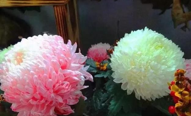  #珍品#喜欢菊花，就养“菊中珍品”牡丹红，似莲花牡丹，朴实高贵