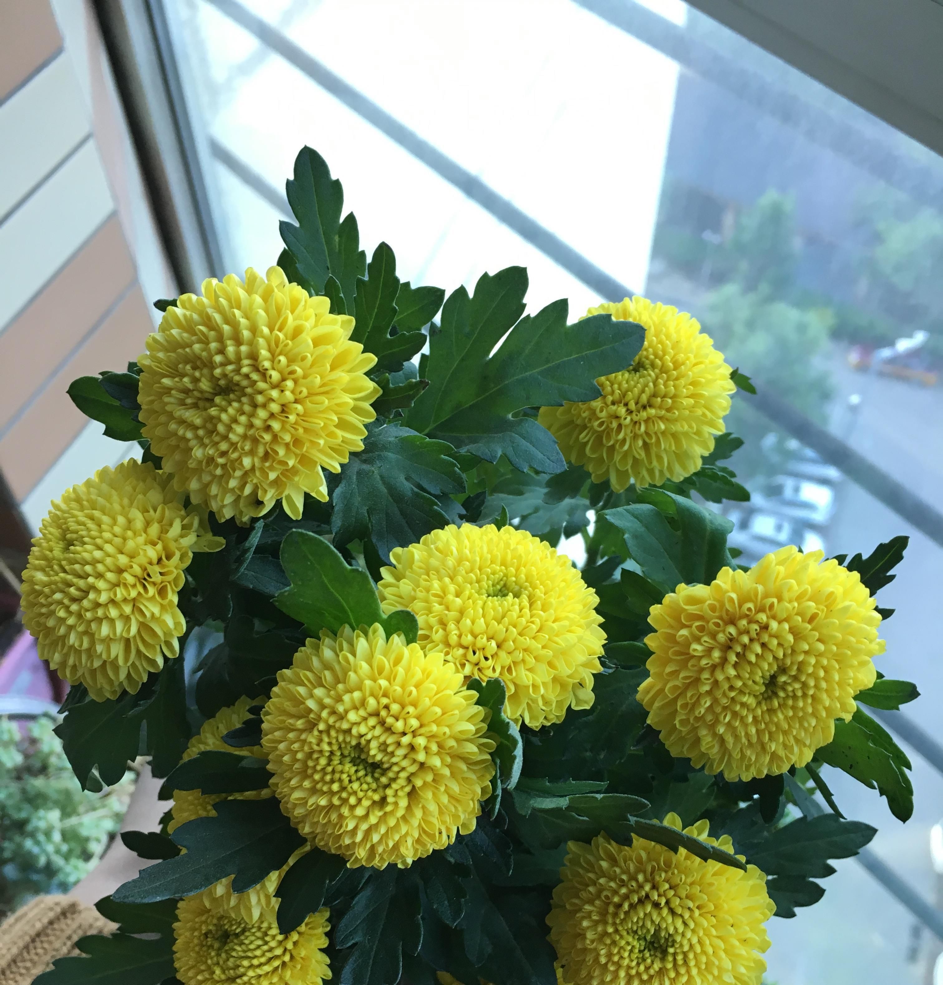  拥有：新型盆栽绿植乒乓菊，花型奇特美丽，花期长，养护简单，值得拥有
