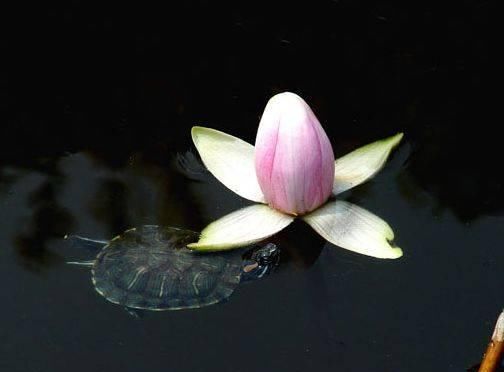  [日子]2020年这四个生肖，好运不熄火，财到福气旺，日子没烦恼！