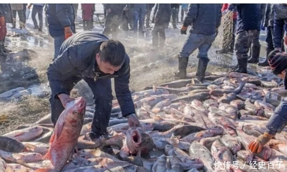 一条草鱼竟卖出85万元，到底是为啥呢？