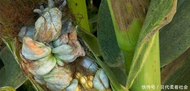  #玉米#在玉米地里的好东西，农村人都嫌弃它，在城市卖每斤80元