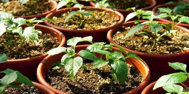  【种植】阳台上种植辣椒，开花的时候美，吃的时候爽
