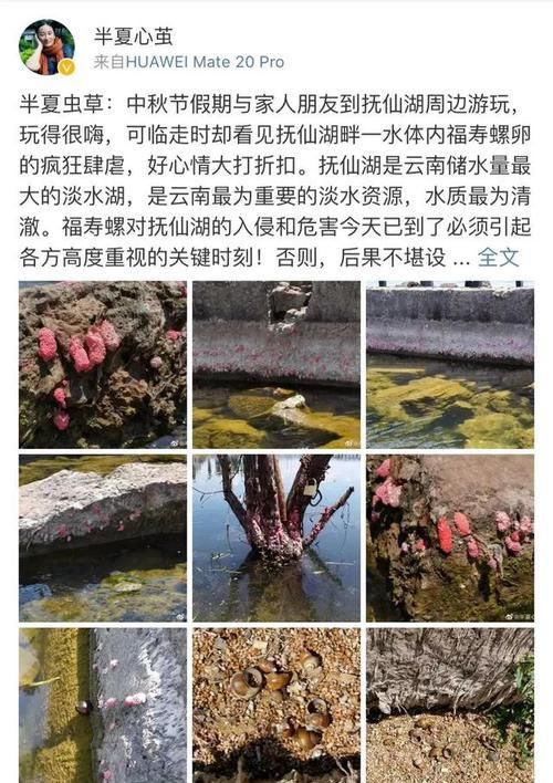  #女作家#云南女作家呼吁对福寿螺“宣战”