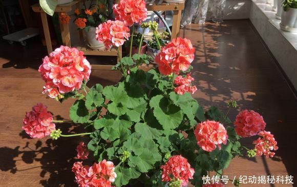  光照：花中仙子天竺葵，花友养了一阳台，开花美爆了，赶紧养几盆