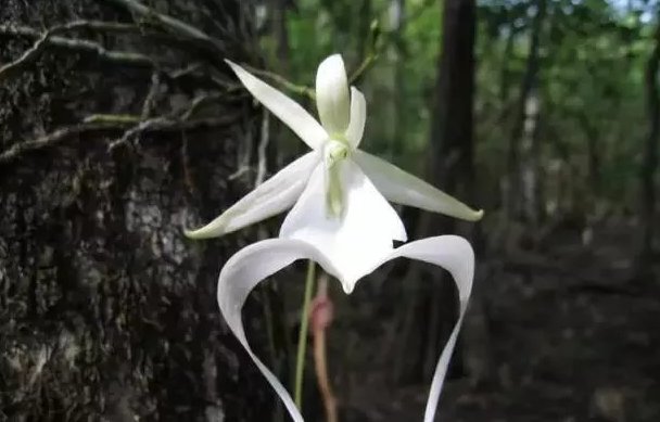  『最贵』世界上最贵的花,一朵价值上百万,如今深山里一株难求,你见过没