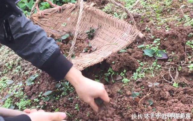 农村姑娘在地里挖到1宝石，专家价值连城，最终上交国家