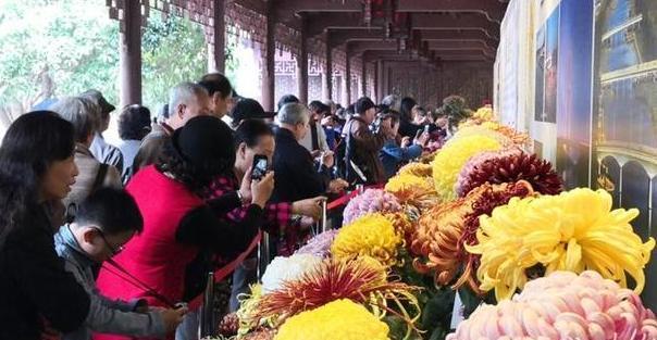  『需注意』冬季在阳台上养几盆杭菊，管理只需注意4点，一开春就能赏花