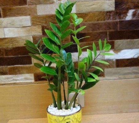  「观赏价值」俗话说一花一世界，家里养上这些花草，空气清新，观赏价值也极高