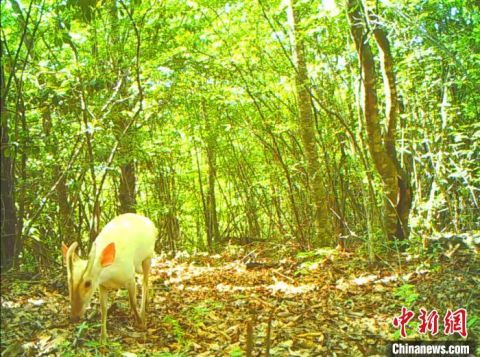 神农架国家公园：林中“藏”相机 “神兽”频“抢镜”