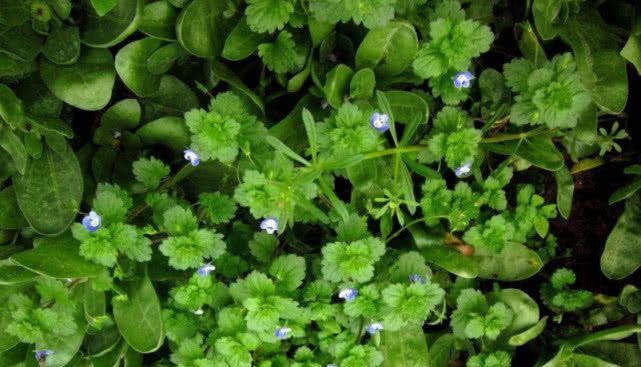 这种野草能够祛风除湿，过去农民见到就拔掉，殊不知如今很珍贵